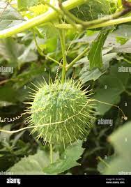 Lobe of fruit hi-res stock photography and images - Page 3 - Alamy