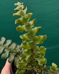 Image result for Didymochlaena truncatula