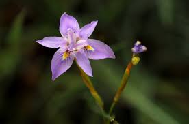 Image result for Moraea natalensis