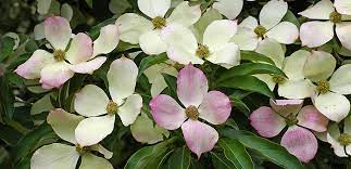 An excellent landscape choice for all four seasons, the white dogwood is a favorite in many yards and gardens. Which Is Which Dogwood Edition Casey Trees