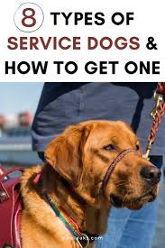 8 Types Of Service Dogs How To Get One Pawleaks In 2020 Service Dogs Psychiatric Service Dog Dogs