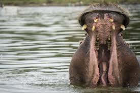 100 Animal Quiz Questions And Answers The Ultimate Animal Trivia Quiz