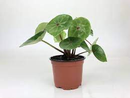 Red Ruby Begonia 4 Pot Rare Houseplant Begonia Conchifolia Rubrimacula Begonia House Plants Plants