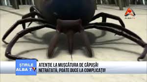 Ea face parte din ordinul heteroptera, cel care mai conţine ploşniţele de pat sau de câmp, și poate avea o talie de maximum 6 milimetri, spun specialiștii. Muscatura De Plosnite