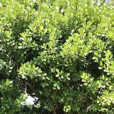 Image result for Clusiaceae