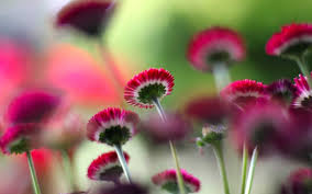 Flowers are the best to show your love affection and passion towards here we are sharing the vast variety of the beautiful flower in the world hd wallpaper, most beautiful flower in the world wallpaper for android phone. Most Beautiful Flowers Wallpapers Desktop 1920x1200 Wallpaper Teahub Io