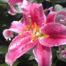 Denice Hall (jdm3hall)