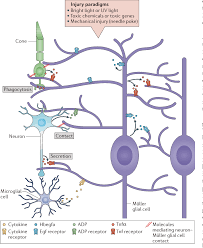 In the avascular retinae of many vertebrates (including mammals) it constitutes the only type of macroglial cells. Figure 3 From Muller Glial Cell Reprogramming And Retina Regeneration Semantic Scholar