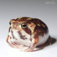 Desert Rain Frog Breviceps Macrops Anura Amphibia Goatee Toni Kingston Photography In 2021 Pet Frogs Cute Frogs Cute Animals