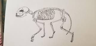 We did not find results for: Study Of A Cat Skeleton Drawing