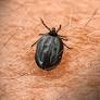 Sweden Faces Record High Tick-Borne Encephalitis Cases in 2026 with Urgent Vaccination Calls
