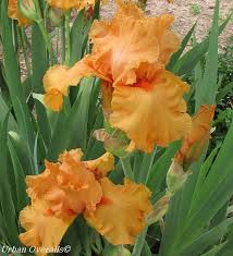 Image result for orange Germanic Bearded Iris