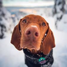 Puppies for sale from dallas / fort worth, texas breeders. Vizsla Vizsla Fluffy Puppies Dog Id