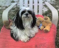 Shih Tzu Info Pictures Of Shih Tzu Breeds Petmd Shih Tzu Puppies And Kitties Shih Tzu Puppy