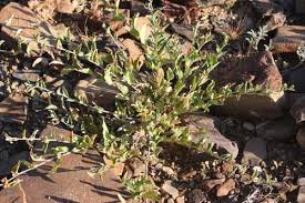 Image result for Seddera