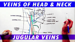 The internal jugular vein is the largest vein in the neck that serves as the main source of blood flow from the head. Anatomy Tutorial Veins Of The Head And Neck Youtube