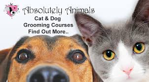 Pet groomers near me usa all pets animal hospital canine corner mobile pet grooming joliet il splash doggie keke's cuties pet grooming pet grooming near me, dog grooming, Dog Grooming And Cat Grooming In London Se12 Absolutely Animals Ltd