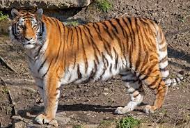 2,632,032 likes · 86,197 talking about this. Tigre Wiktionary
