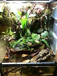 Mossy Frog Paludarium Frog Terrarium Dart Frog Vivarium Pet Frogs