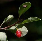 Image result for Erythroxylum zambesiacum