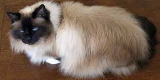 Birman Kittens For Sale Usa The Birman Cat Club Birman Cat Beautiful Cats Cat Club