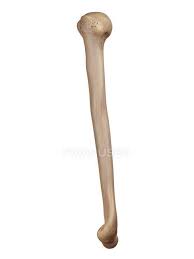 Arm bones | arm anatomy, arm bones, human anatomy. Human Arm Bone Illustration Upper Arm Anatomy Stock Photo 160558340