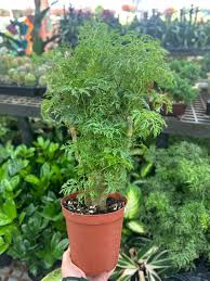 Image result for Polyscias fruticosa