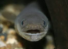 ウナギの正面 かあいい 魚 ウナギ