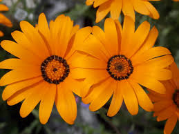 Image result for Dimorphotheca