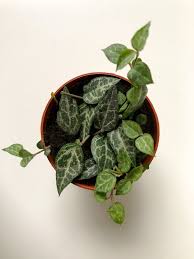 Image result for Ceropegia affinis