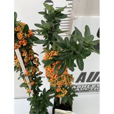 Image result for Pyracantha coccinea golden charmer