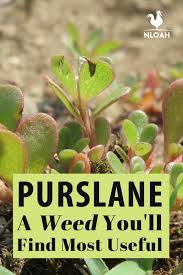We get a weed in our garden that fits the pictures and description perfectly, except that the leaves are opposite instead of alternate, and i have never seen the flower. Purslane A Weed You Ll Find Most Useful New Life On A Homestead