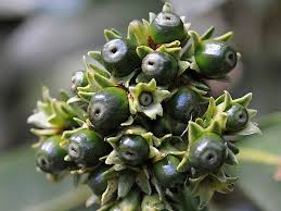 Image result for Gaertnera