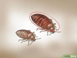 We are actually infested with them in our cars. where: How To Recognize Bed Bugs 12 Steps With Pictures Wikihow Life