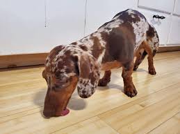 Why Does My Dachshund Lick All The Time