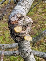 Despite best efforts, time was never on our side, until this year. Pruning Apple Trees The Martha Stewart Blog