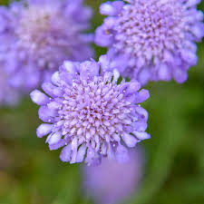 Image result for Scabiosa