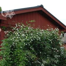 Maybe you would like to learn more about one of these? Waldreben Clematis Zrodlo Dobrych Pnaczy