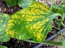 Check spelling or type a new query. What To Do When Your Tomato Leaves Turn Yellow And The Plant Starts Dying Off The Grid News