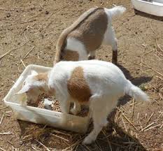 Nigerian Dwarf Goats Nc Dairy Goat Milking Goat Care Va Miniature Goats Nigerian Dwarf Goats Goat Care Dwarf Goats