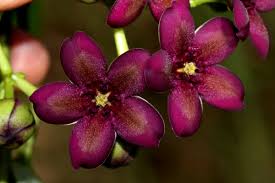 Image result for Parquetina calophylla