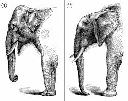 asian elephant vs african elephant