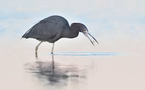 Occuring only in southern florida, the white color morph of the great blue heron is a stunning sight Little Blue Heron Audubon Field Guide