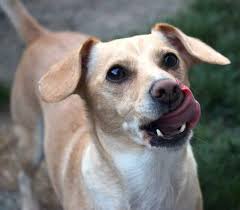 Check spelling or type a new query. 18 Jack Russell Terrier Mixes Perfect Pups For Your Home