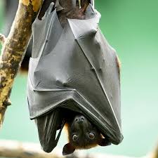 During the day they can be seen roosting in large camps comprising up to 100,000 individuals or more. Indian Flying Fox Tierpark Berlin