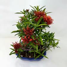 Image result for Ixora laurentii