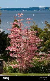 Pink Toon Tree, Cedrela Sinensis, Lake Rotorua. New leaves are pink in the  spring, turning cream, then light green by summer Stock Photo - Alamy
