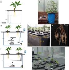 We did not find results for: A Low Cost Aeroponic Phenotyping System For Storage Root Development Unravelling The Below Ground Secrets Of Cassava Manihot Esculenta Plant Methods Full Text