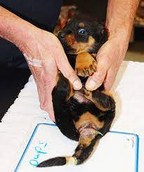 It would cost quite a bit. Pups Mutilated With Fishing Line Stuff Co Nz