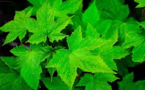 برگ سبز درخت انگور barg angor